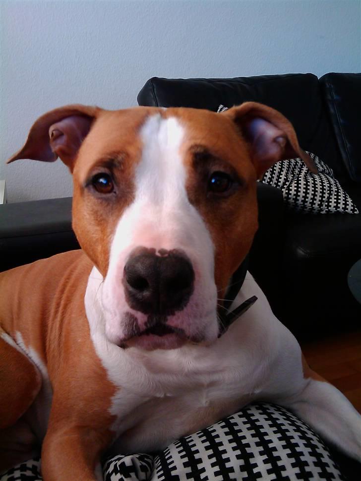 Amerikansk staffordshire terrier Pancho RIP MY LOVE <3 billede 18