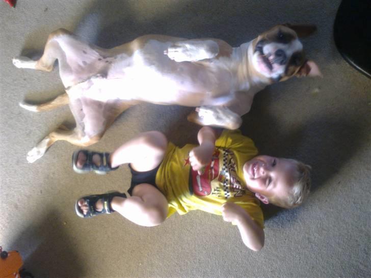 Amerikansk staffordshire terrier Pancho RIP MY LOVE <3 billede 19