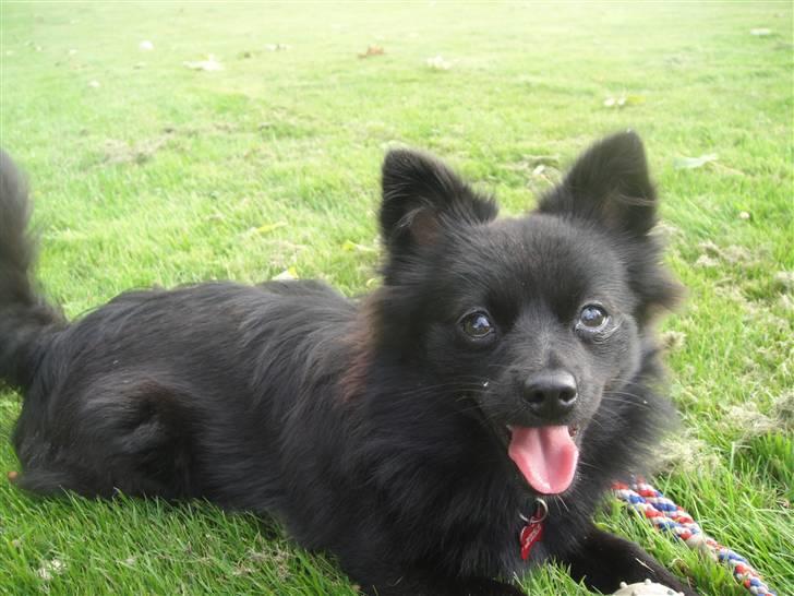 Blanding af racer Lupa billede 2