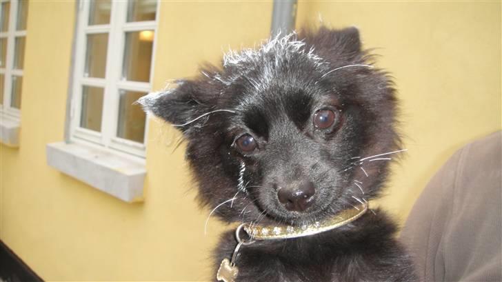 Blanding af racer Lupa billede 3