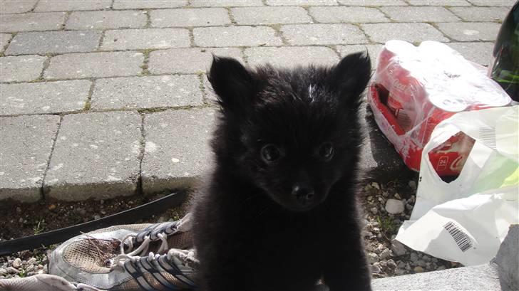 Blanding af racer Lupa billede 5