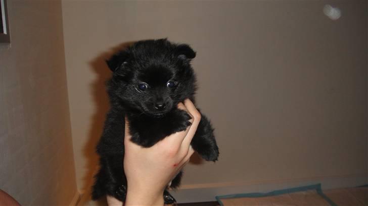 Blanding af racer Lupa billede 6