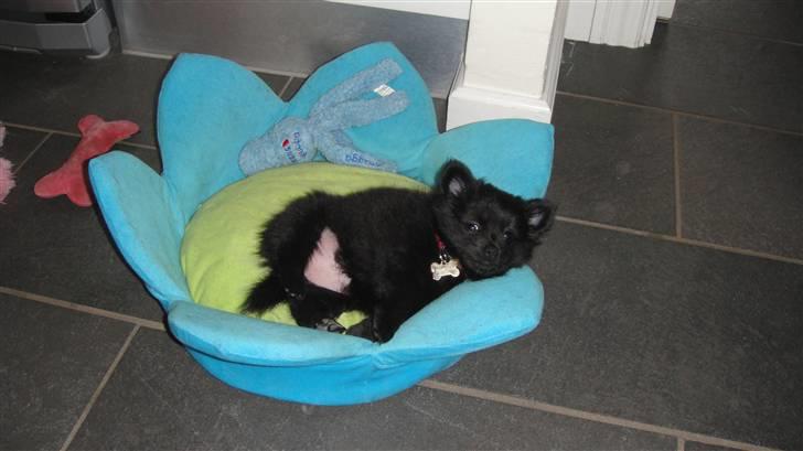 Blanding af racer Lupa billede 7