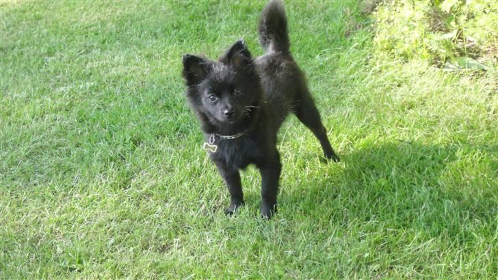 Blanding af racer Lupa billede 8