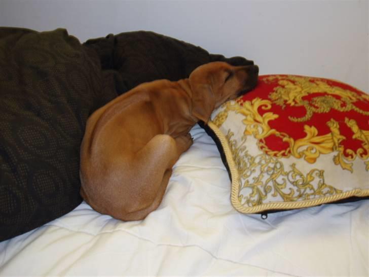 Rhodesian ridgeback Tabili billede 3