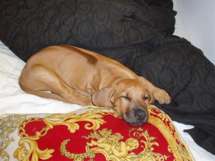 Rhodesian ridgeback Tabili billede 5