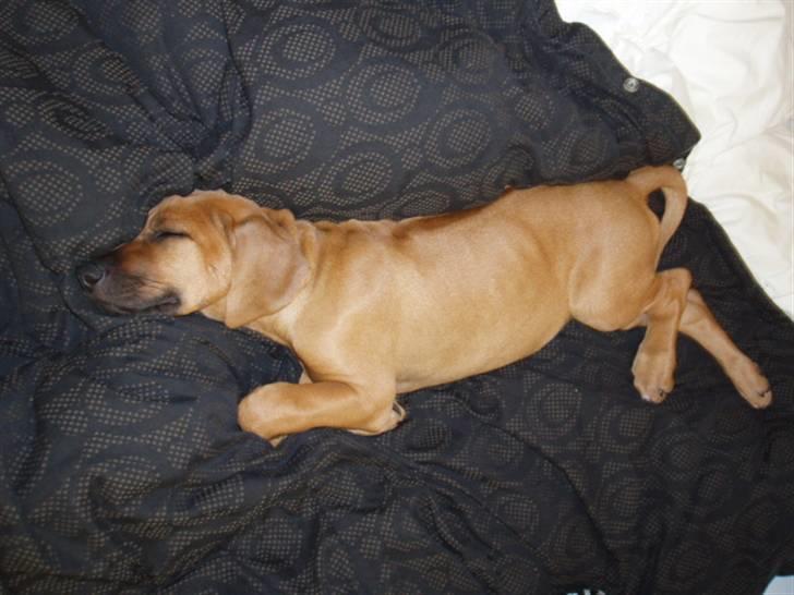 Rhodesian ridgeback Tabili billede 2