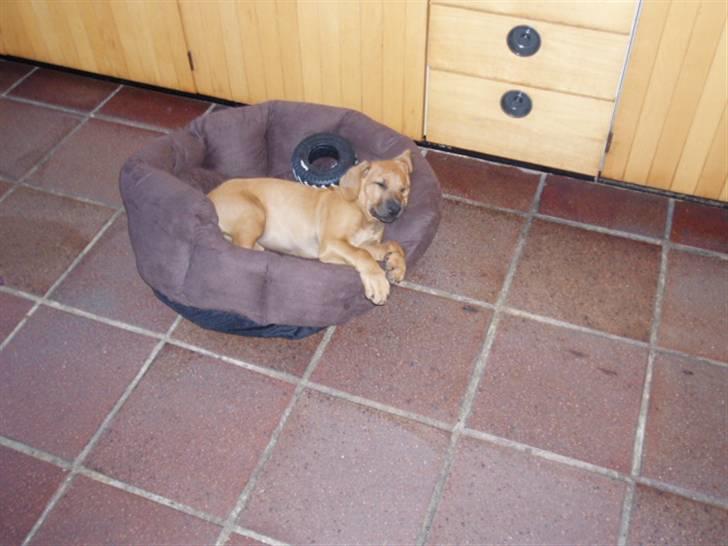 Rhodesian ridgeback Tabili billede 8