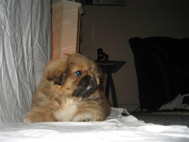 Pekingeser Gigi Aka babyhunden billede 9