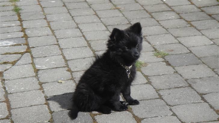 Blanding af racer Lupa billede 9