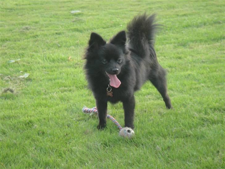 Blanding af racer Lupa billede 10