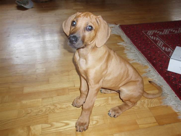 Rhodesian ridgeback Tabili billede 14