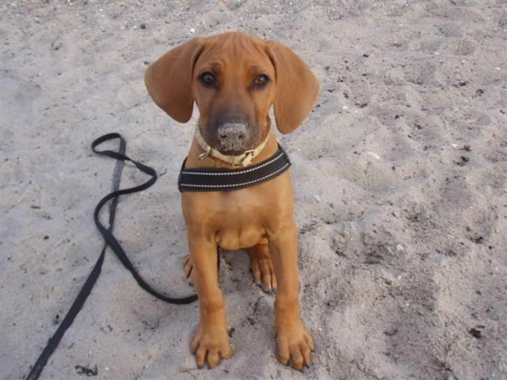 Rhodesian ridgeback Tabili billede 16