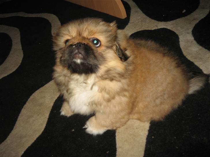 Pekingeser Gigi Aka babyhunden billede 10