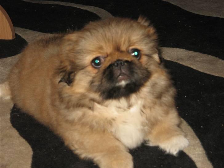 Pekingeser Gigi Aka babyhunden billede 11