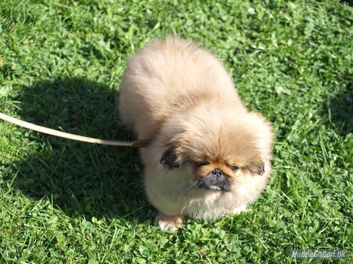 Pekingeser Gigi Aka babyhunden billede 12
