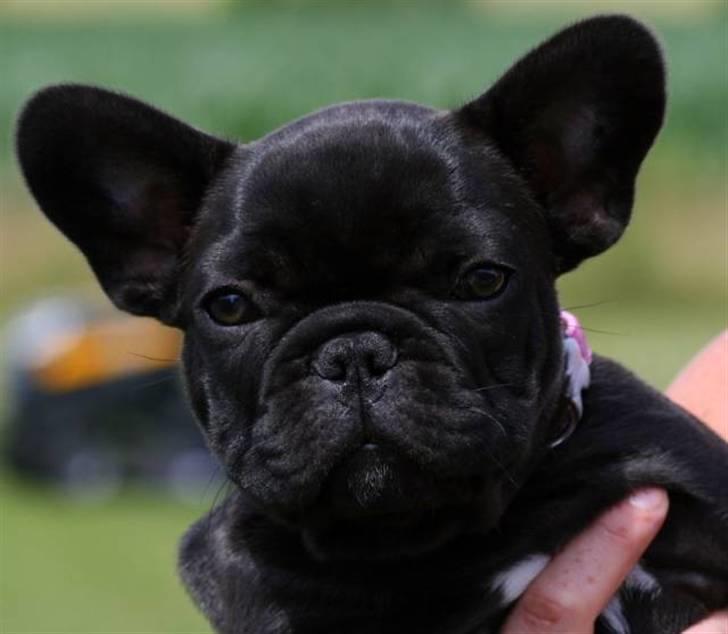 Fransk bulldog Skibelunden's Avette - Smukke lille Daisy :) billede 1