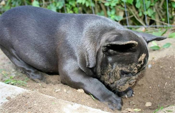 Fransk bulldog Skibelunden's Avette billede 2