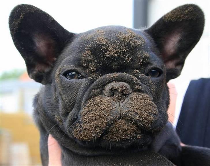 Fransk bulldog Skibelunden's Avette - Gravet?? nej ikke mig.. billede 4