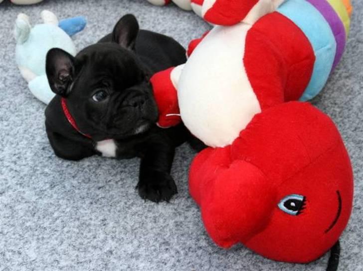 Fransk bulldog Skibelunden's Avette billede 7