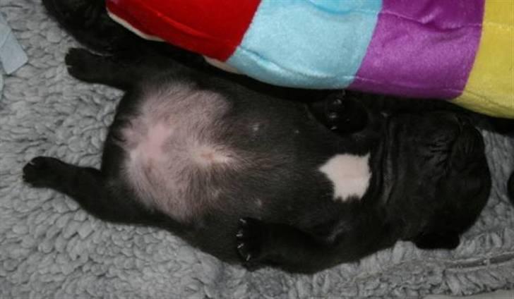 Fransk bulldog Skibelunden's Avette - Man er vel en rigtig lille buller? :D billede 11