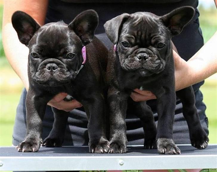 Fransk bulldog Skibelunden's Avette - Skibelunden´s All After Avette & Aura An Armed Angel :) billede 12