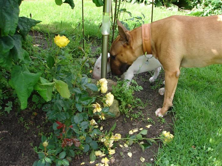 Bullterrier breslaus waltzing matilda billede 14