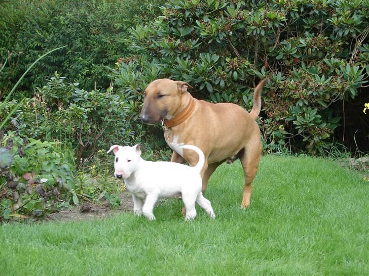 Bullterrier breslaus waltzing matilda billede 15