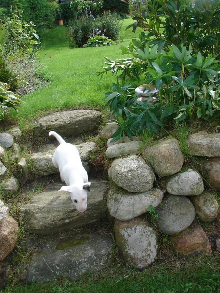 Bullterrier breslaus waltzing matilda billede 16