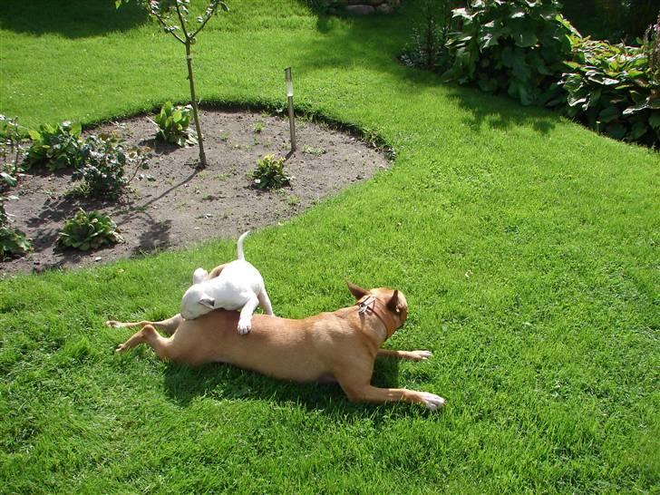 Bullterrier breslaus waltzing matilda billede 17