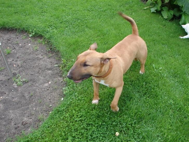 Bullterrier Nido billede 20