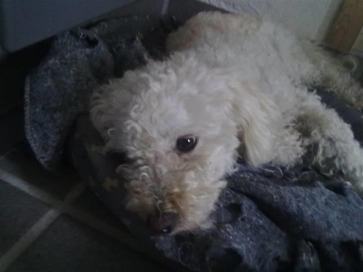 Blanding af racer Buller billede 1