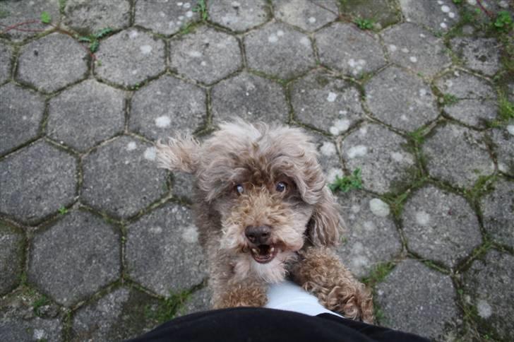 Mellempuddel Bamse R.I.P 10-03-11 billede 16