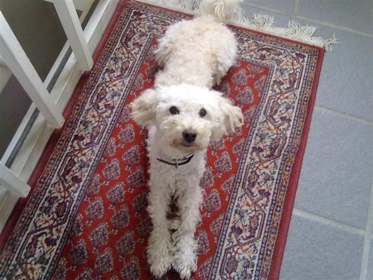 Blanding af racer Buller billede 2