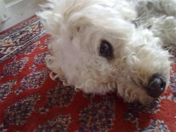 Blanding af racer Buller billede 3