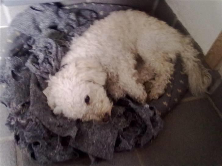 Blanding af racer Buller billede 5