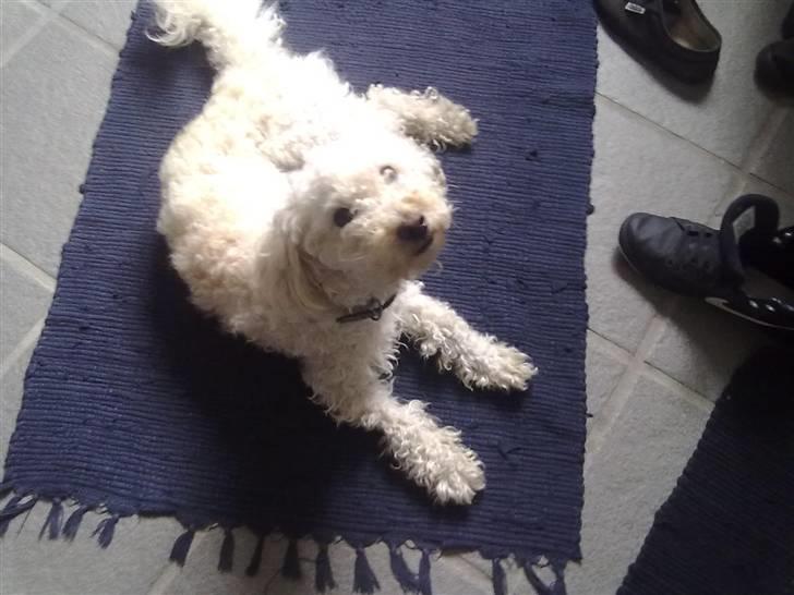 Blanding af racer Buller billede 6