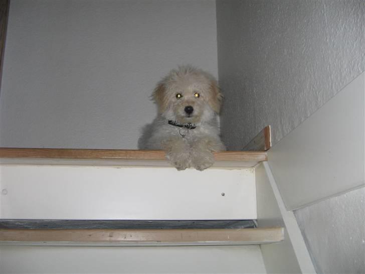 Blanding af racer Buller billede 7