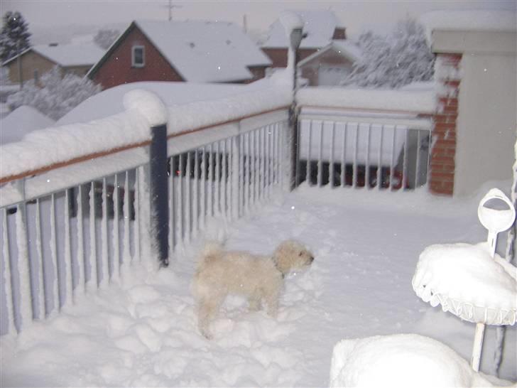 Blanding af racer Buller billede 8