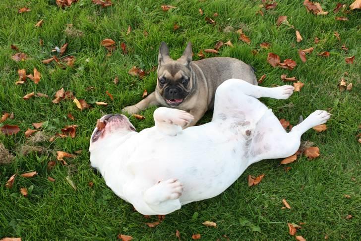 Fransk bulldog Carlo The CharmingBulldog - Carlo på besøg hos Walter og Bonzo. legekammerater? ja! :D billede 11