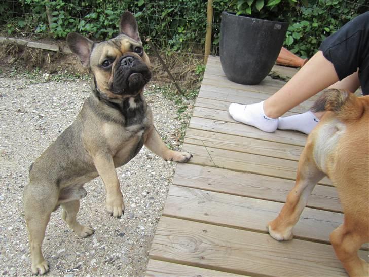 Fransk bulldog Carlo The CharmingBulldog - HEJ! :D billede 12