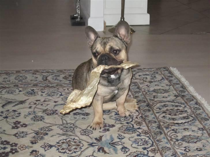 Fransk bulldog Carlo The CharmingBulldog - Er der ingen der vil lege med mig??.. Ville i så ikke give mig en god bedømmelse før i smutter :) billede 19