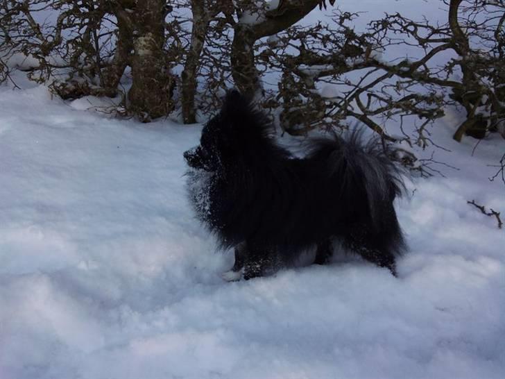 Pomeranian Jebbe billede 15