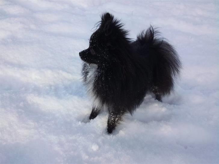 Pomeranian Jebbe billede 6