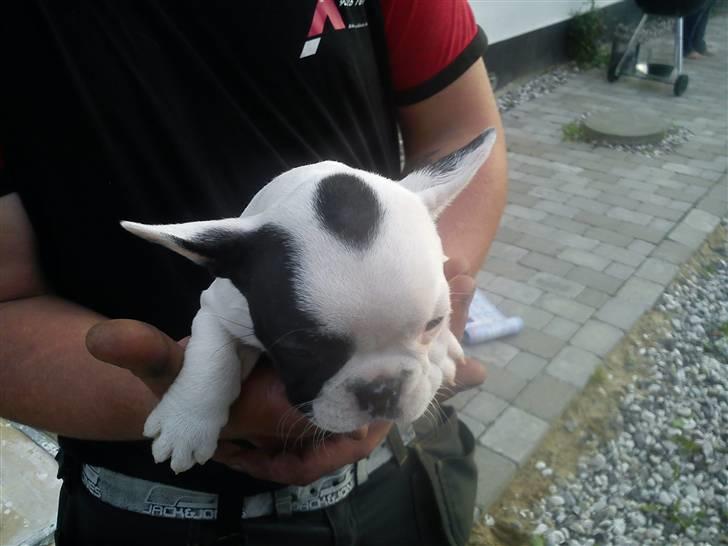 Fransk bulldog Lotte  billede 1