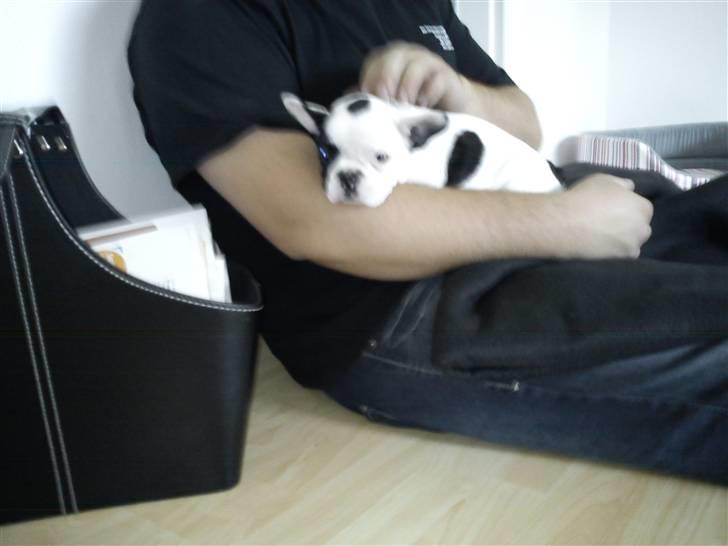 Fransk bulldog Lotte  billede 2