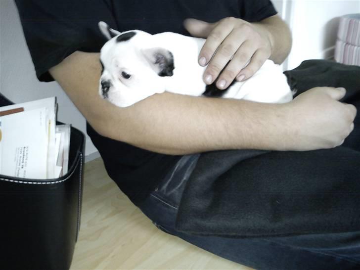 Fransk bulldog Lotte  billede 3