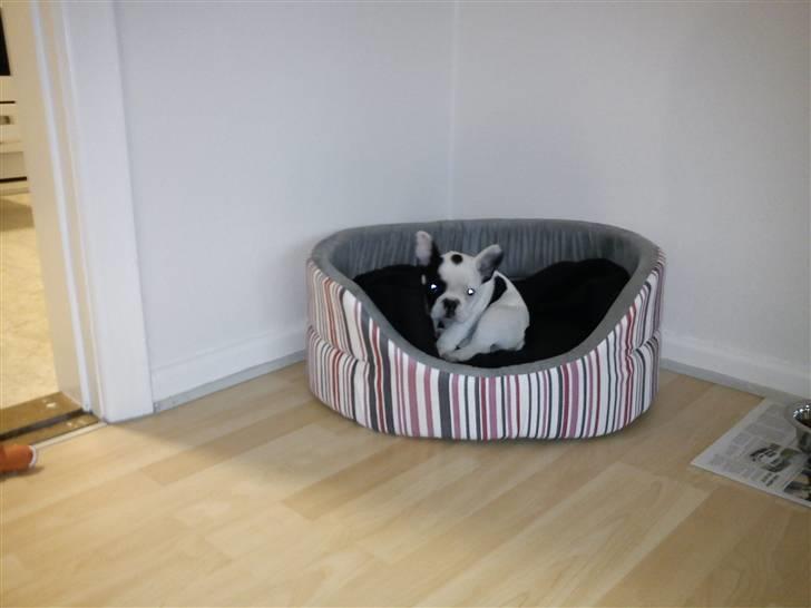 Fransk bulldog Lotte  billede 4