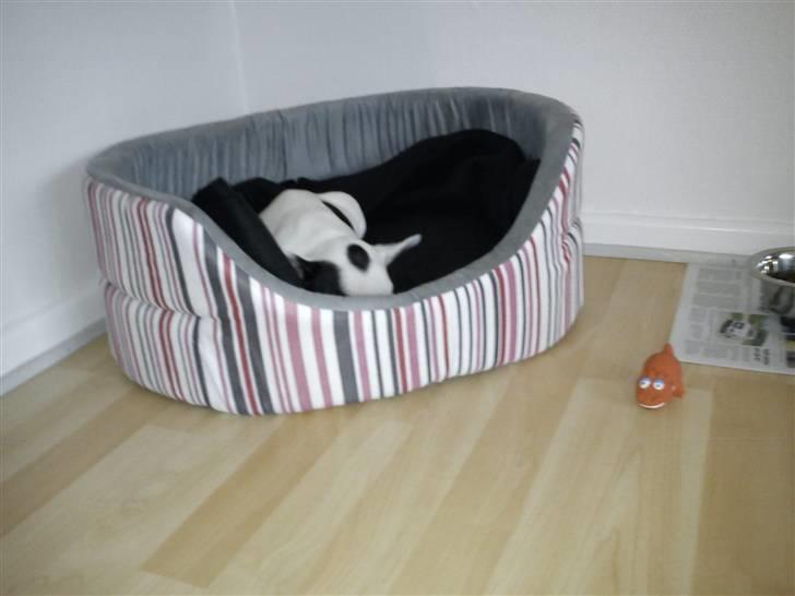 Fransk bulldog Lotte  billede 5