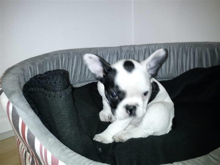 Fransk bulldog Lotte  billede 6
